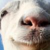 Let’s Play… Goat Simulator