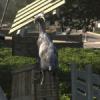 Goat Simulator DLC dated