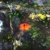 New trailer for Divinity: Original Sin