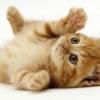 Reverb: Vote for Edge of Space, or kittens will die.