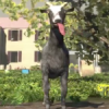 Goat Simulator Review