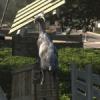 Goat Simulator DLC dated