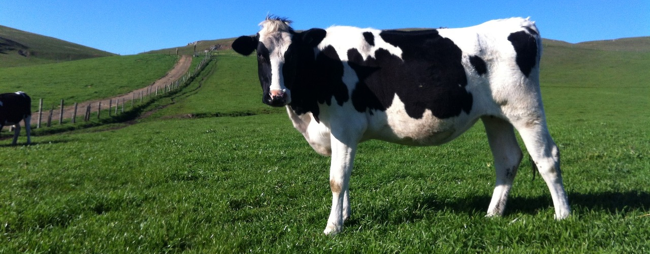 Cow Simulator